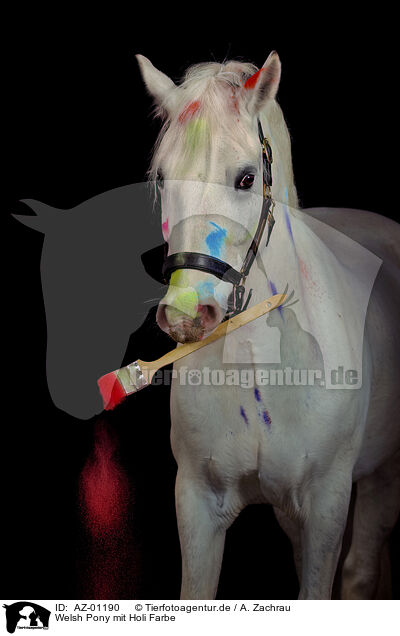 Welsh Pony mit Holi Farbe / Welsh Pony with holi colour / AZ-01190