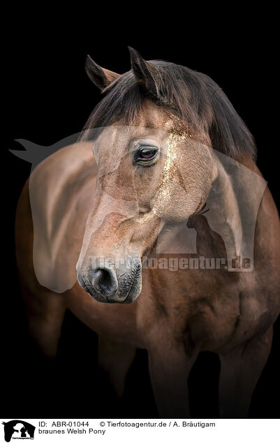 braunes Welsh Pony / ABR-01044