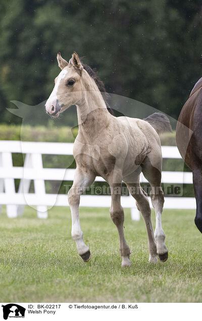 Welsh Pony / BK-02217