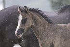 Welsh Pony