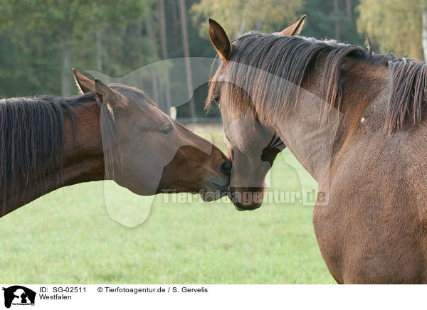 Westfalen / horses / SG-02511