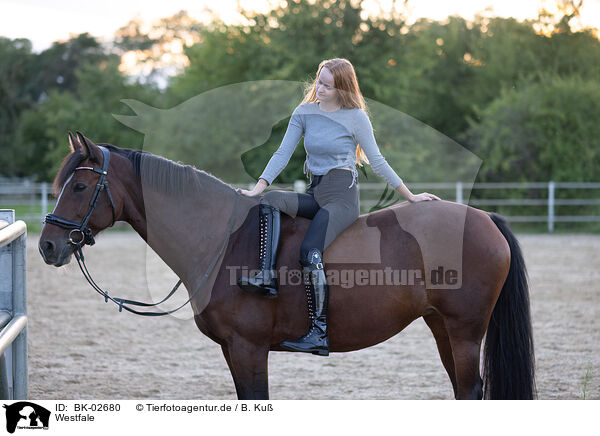 Westfale / Westphalian horse / BK-02680