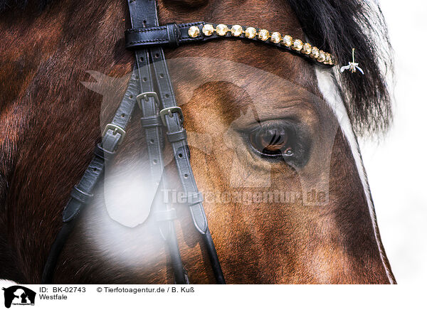 Westfale / Westphalian horse / BK-02743