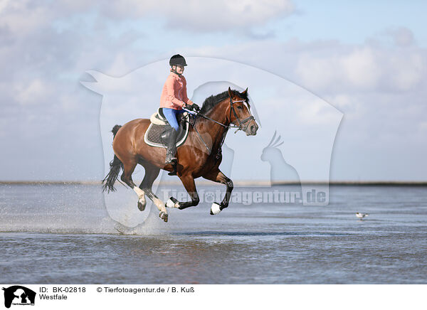 Westfale / Westphalian horse / BK-02818