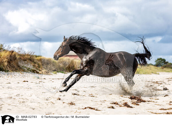 Westfale / Westphalian horse / MAB-02783