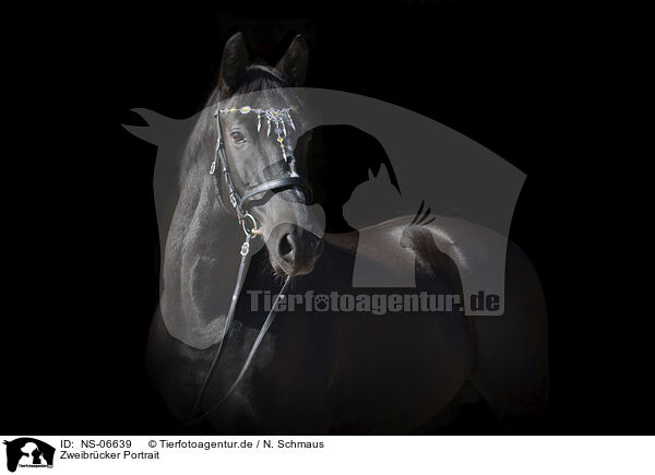 Zweibrcker Portrait / Zweibruecker Horse Portrait / NS-06639