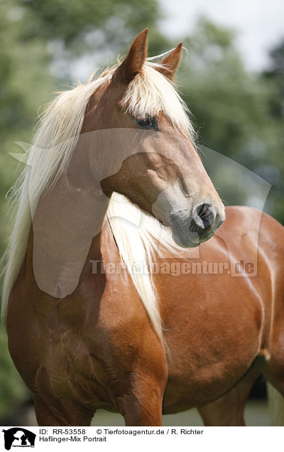 Haflinger-Mix Portrait / crossbreed portrait / RR-53558