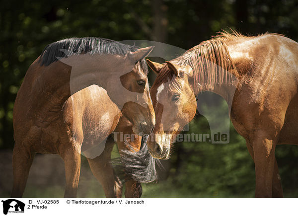 2 Pferde / 2 horses / VJ-02585