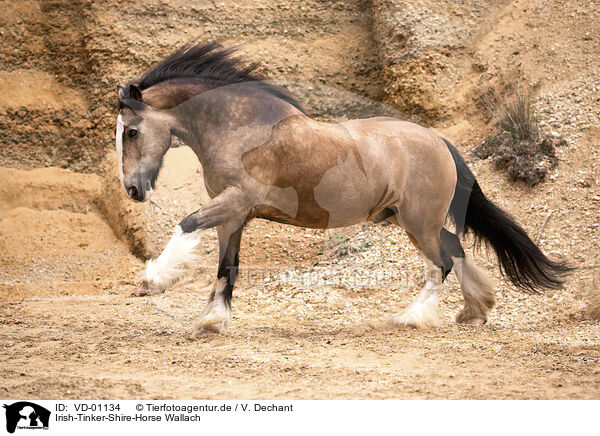Irish-Tinker-Shire-Horse Wallach / VD-01134