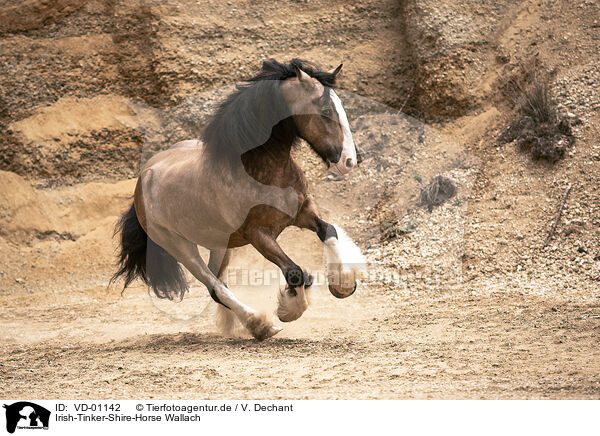 Irish-Tinker-Shire-Horse Wallach / VD-01142