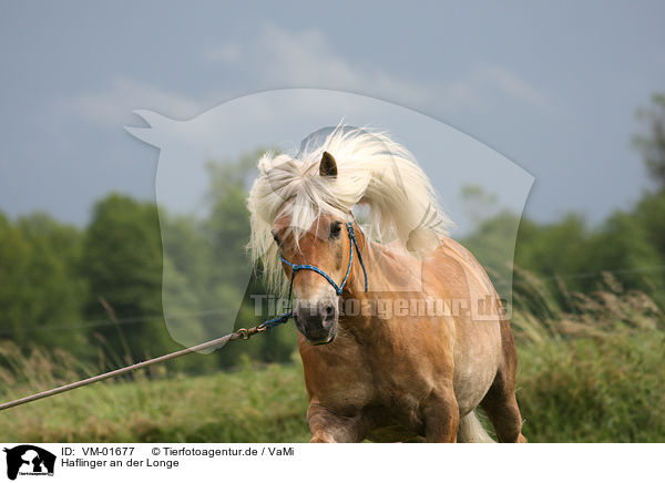 Haflinger an der Longe / Haflinger horse / VM-01677