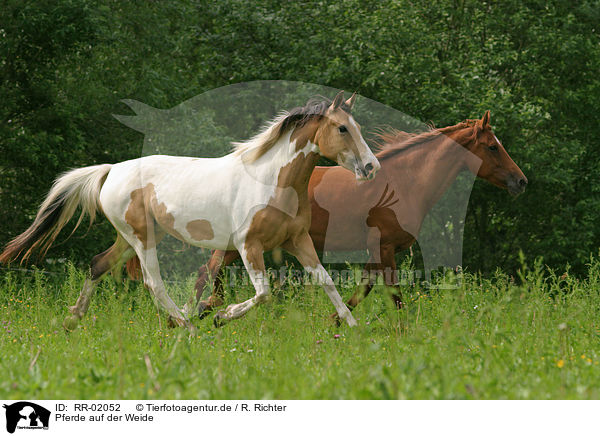 Pferde auf der Weide / two running horses / RR-02052