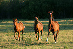 3 galoppierende Ponies auf der Weide