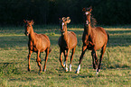 3 galoppierende Ponies