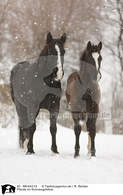 Pferde im Schneegstber / RR-64314