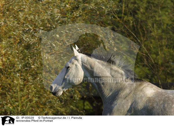 rennendes Pferd im Portrait / IP-00029