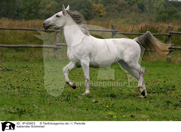 trabender Schimmel / white horse / IP-00803