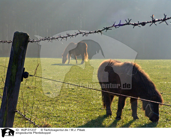 eingezunte Pferdekoppel / fenced paddock / WJP-01237