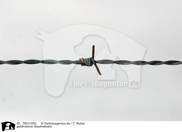 gefhrlicher Stacheldraht / barbwire / TR-01050