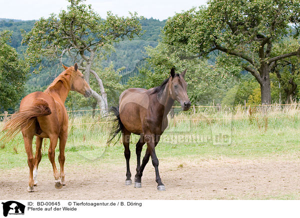 Pferde auf der Weide / horses on meadow / BD-00645