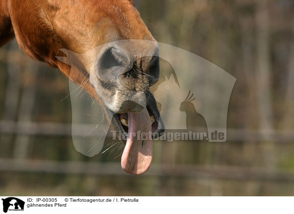 ghnendes Pferd / gaping horse / IP-00305
