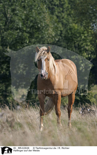 Haflinger auf der Weide / standing horse / RR-02848