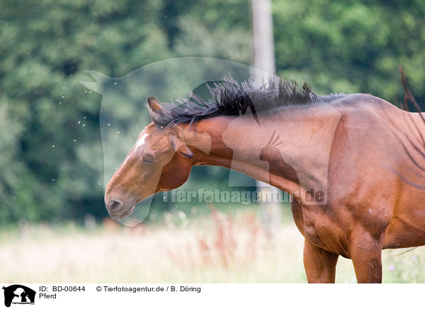 Pferd / horse / BD-00644