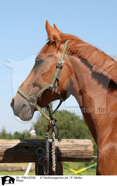 Pferd / horse / PM-02556