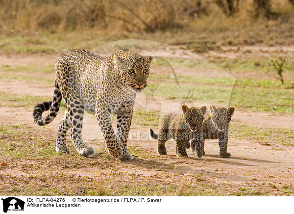 Afrikanische Leoparden / African leopards / FLPA-04276