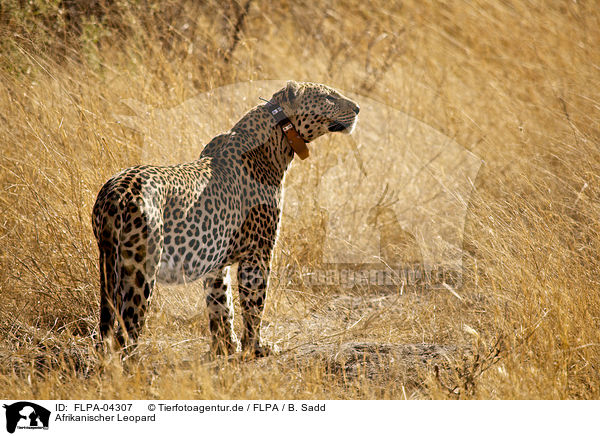 Afrikanischer Leopard / African leopard / FLPA-04307
