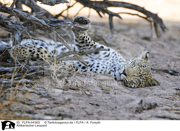 Afrikanischer Leopard / FLPA-04363