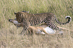 Afrikanischer Leopard