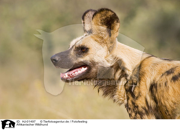 Afrikanischer Wildhund / HJ-01497