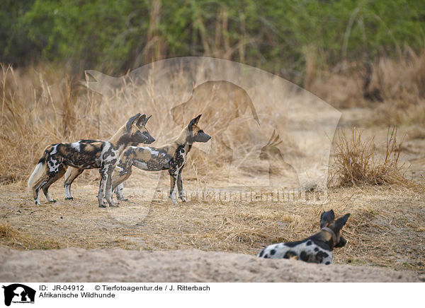 Afrikanische Wildhunde / African hunting dogs / JR-04912