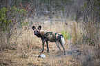 stehender Afrikanischer Wildhund