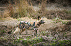 Afrikanischer Wildhund