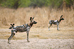 Afrikanische Wildhunde