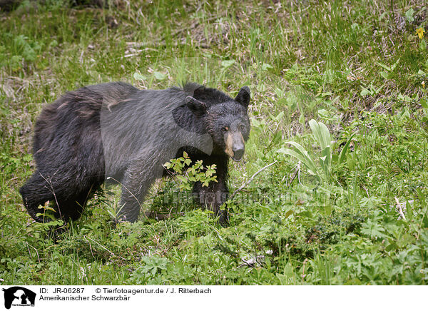 Amerikanischer Schwarzbr / American black bear / JR-06287