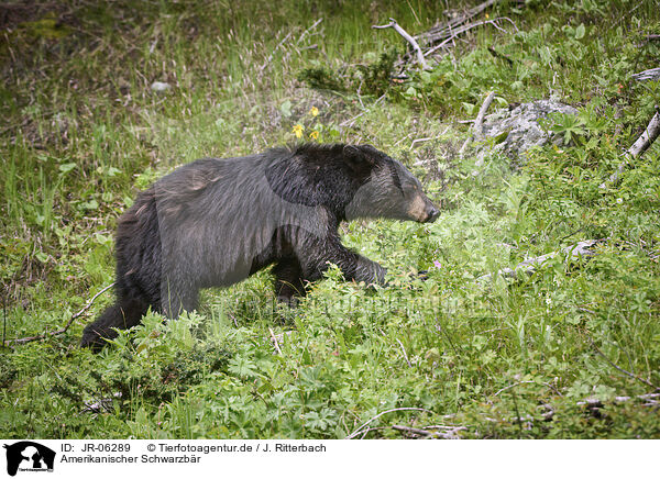 Amerikanischer Schwarzbr / American black bear / JR-06289