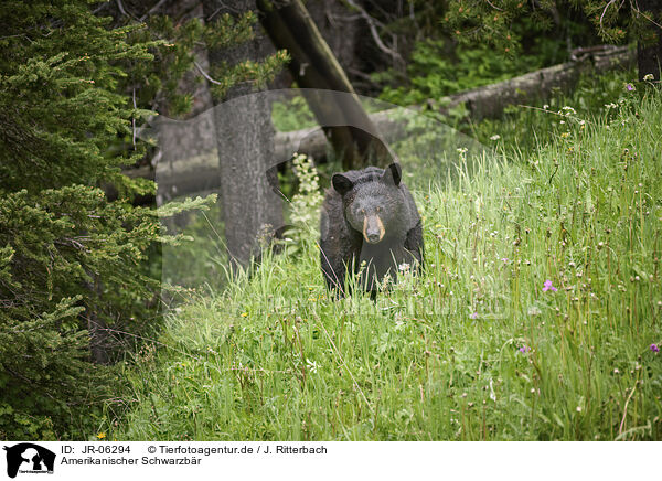 Amerikanischer Schwarzbr / American black bear / JR-06294