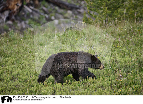 Amerikanischer Schwarzbr / American black bear / JR-06333