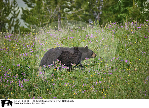 Amerikanischer Schwarzbr / American black bear / JR-06336