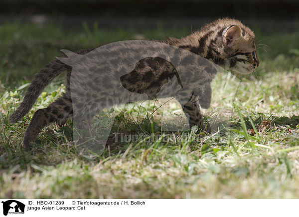 junge Asian Leopard Cat / HBO-01289