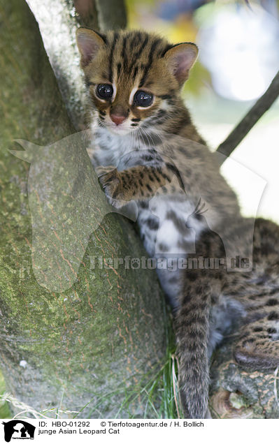 junge Asian Leopard Cat / HBO-01292