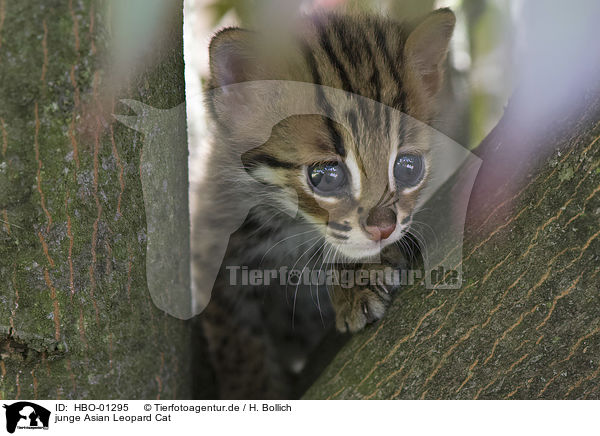 junge Asian Leopard Cat / young Asian Leopard Cat / HBO-01295