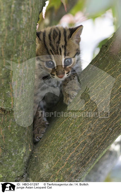 junge Asian Leopard Cat / HBO-01297