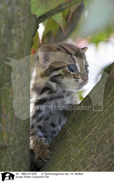 junge Asian Leopard Cat / HBO-01300