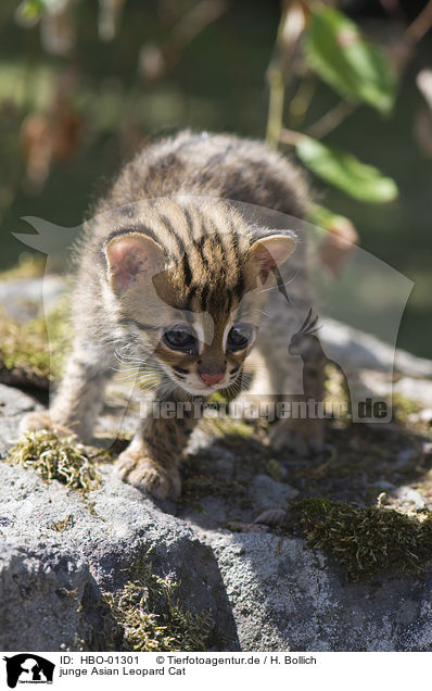 junge Asian Leopard Cat / HBO-01301