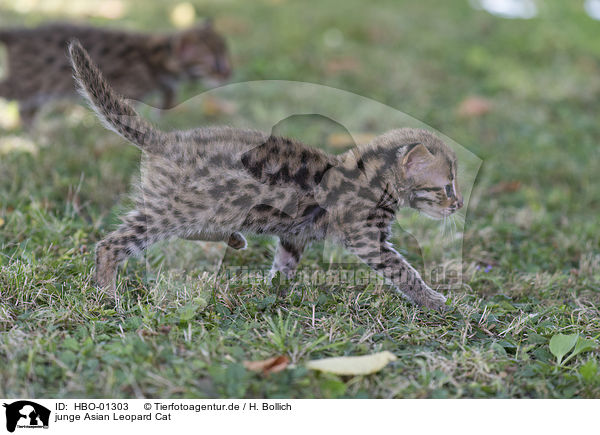 junge Asian Leopard Cat / HBO-01303