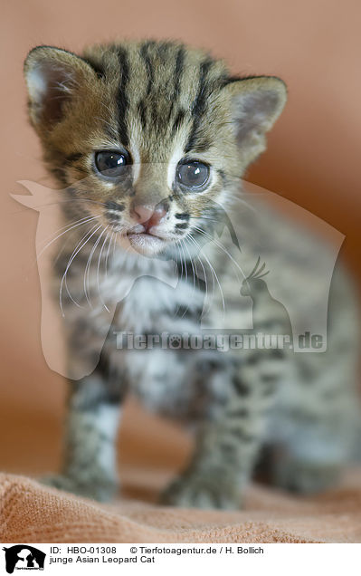 junge Asian Leopard Cat / HBO-01308